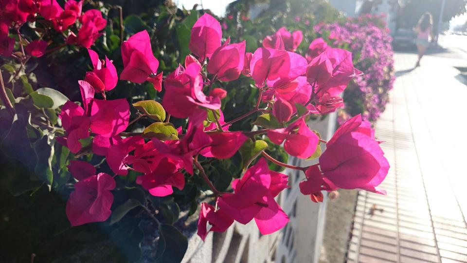 sidewalk pink garden flowers fence 