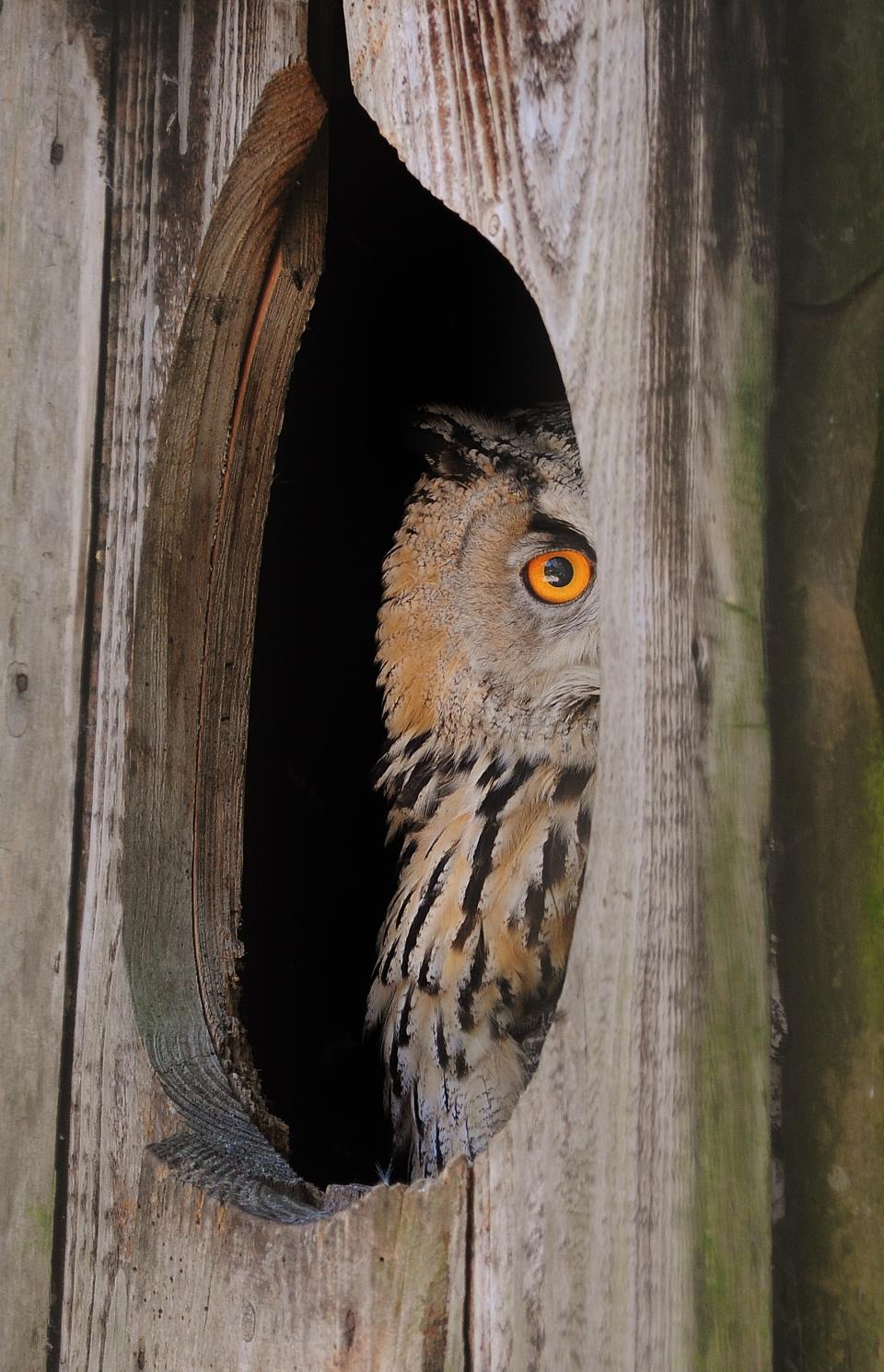 wood owl bird 