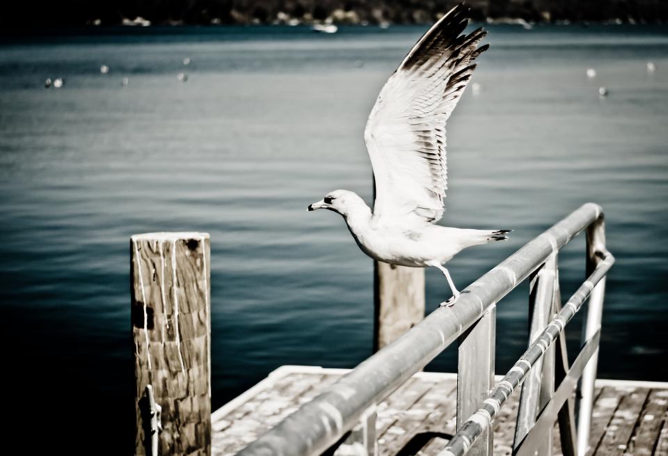 wood wings water seagull railing post dock bird beak animal 