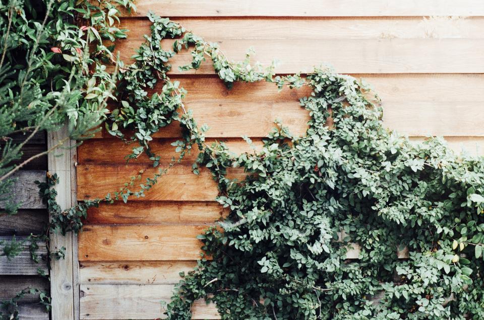 wood, siding, house, vines, leaves, green
