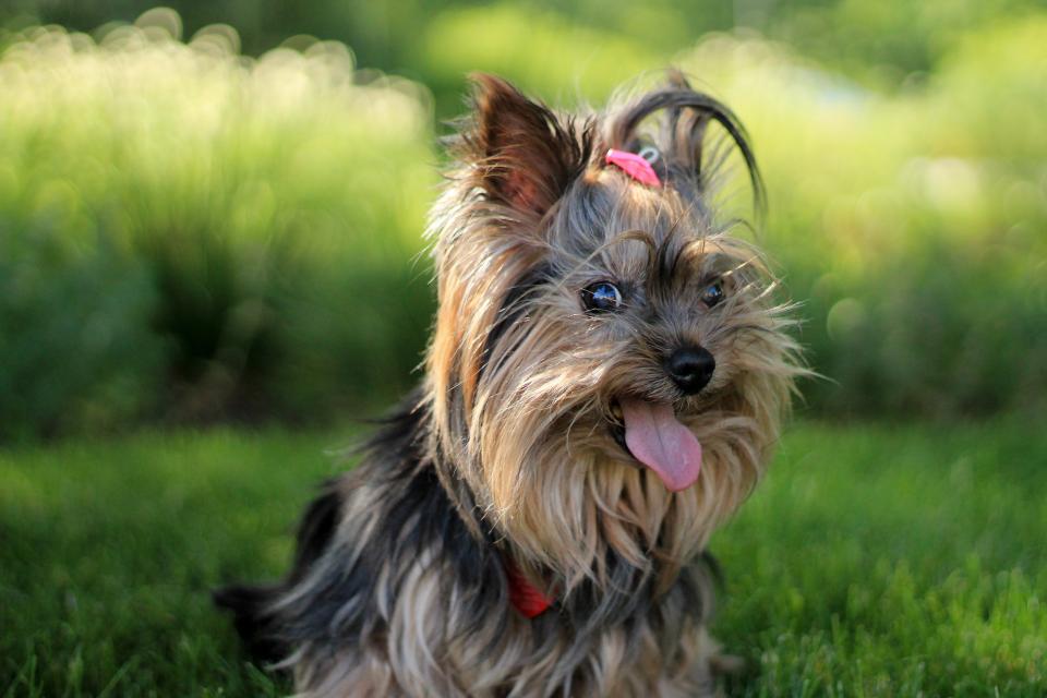 yorkshireterrier Tongue puppy pet dog cute animal 