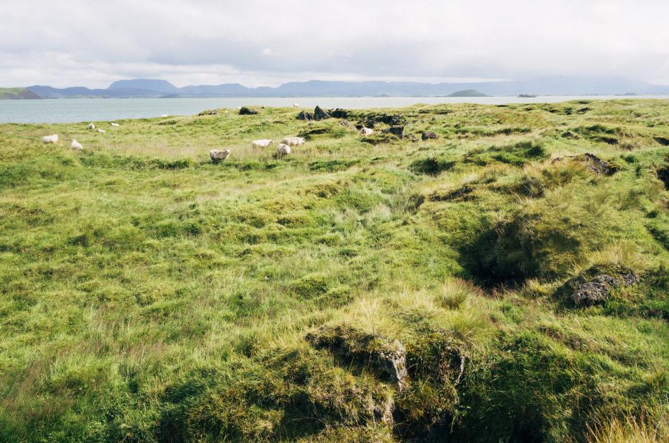 sheep, animals, farm, fields, grass, country, outdoors, lake, mountains