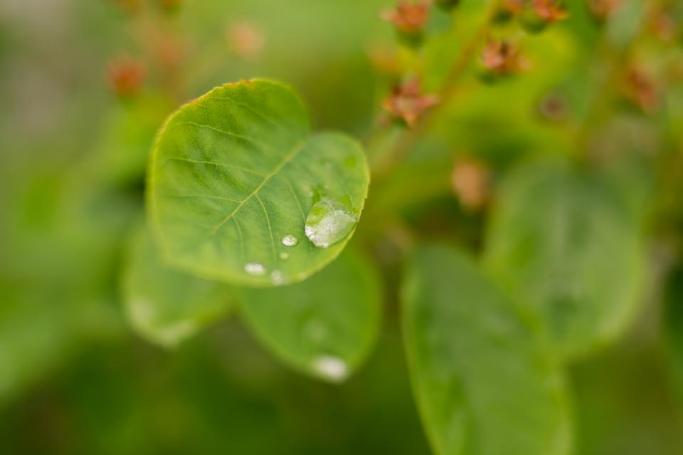 waterdrop leaves leaf green 