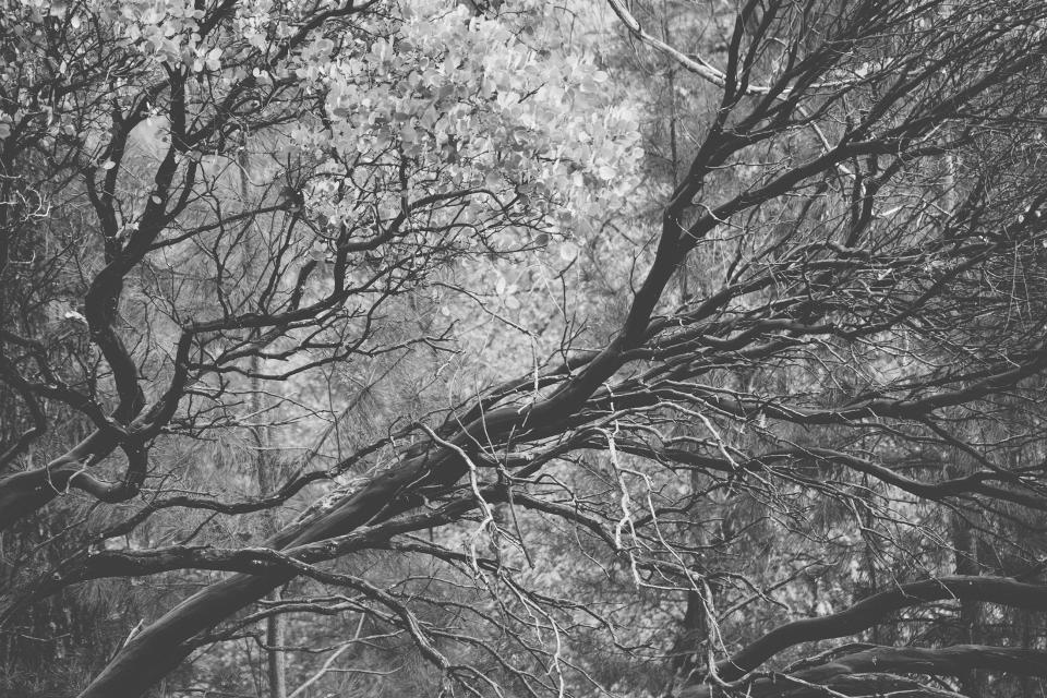 woods trees branches blackandwhite 