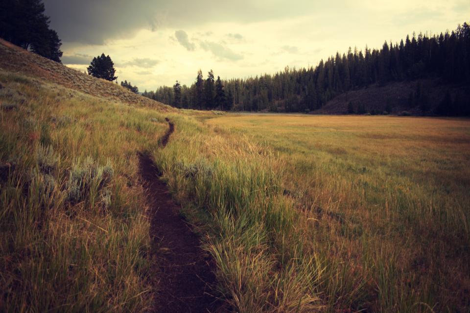 sky, trees, forest, field, trail, path, grass, bushes, nature, outdoors, woods