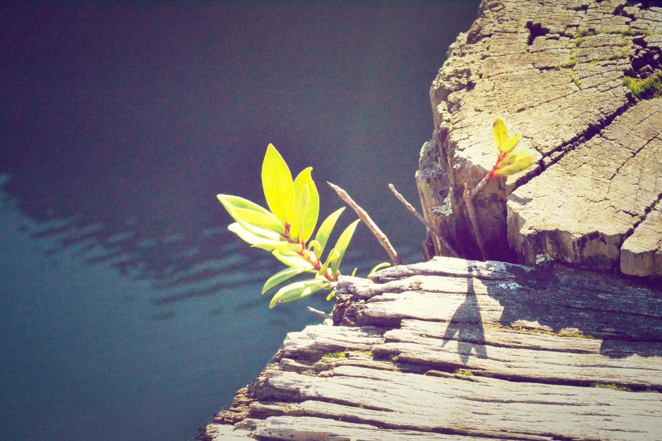 wood water sunshine flower 