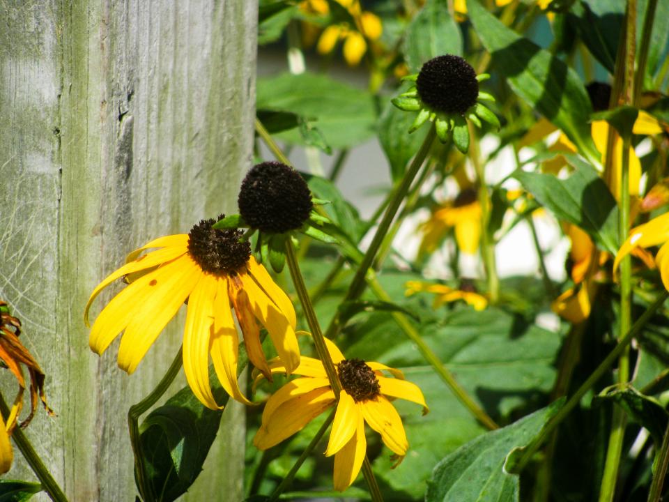 sunflowers, garden