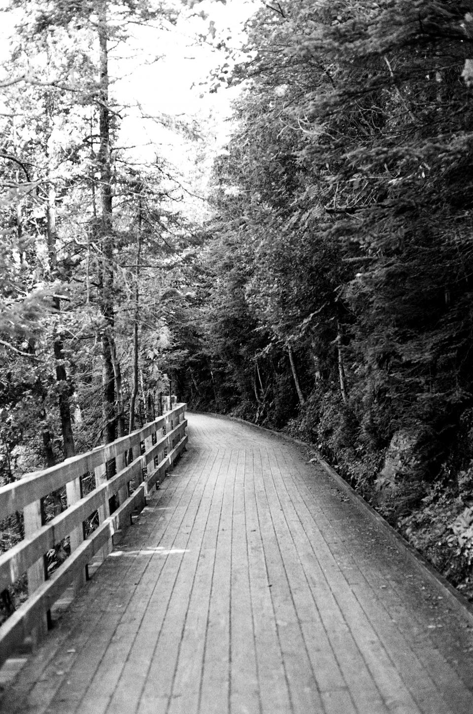wood walkway trees Trail railing path nature forest blackandwhite 