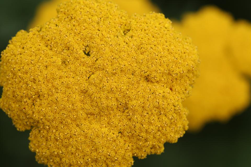 yellow texture flower 