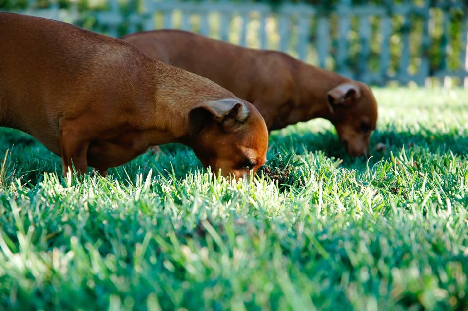 dogs, animals, pets, eating, green, grass