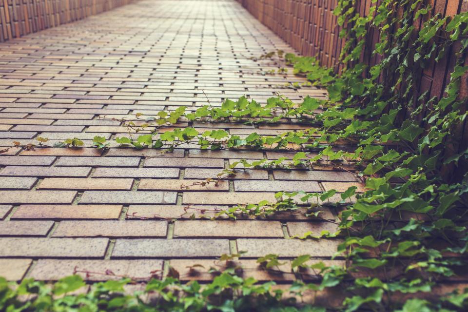 vines path leaves cobblestones bricks 