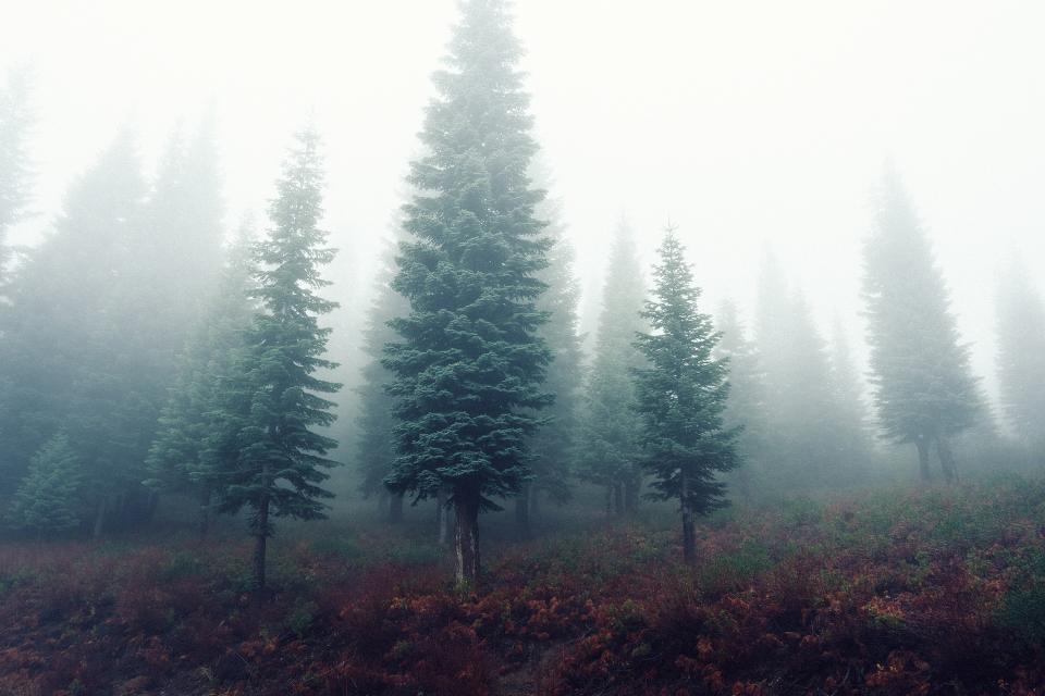 trees nature mist grey grass forest fog 