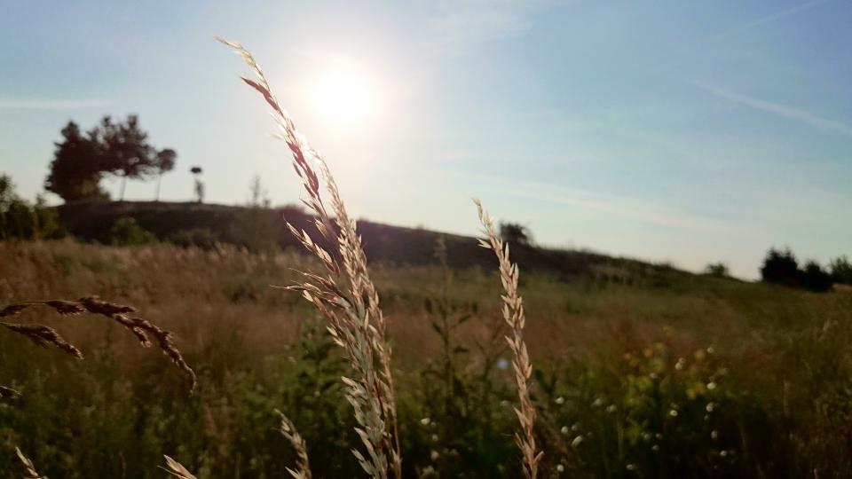 wheat sunshine sunrays rural plants fields country 
