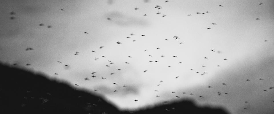 bugs, insects
