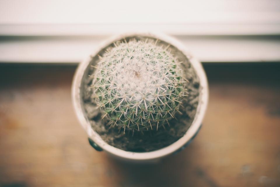 plant cactus 