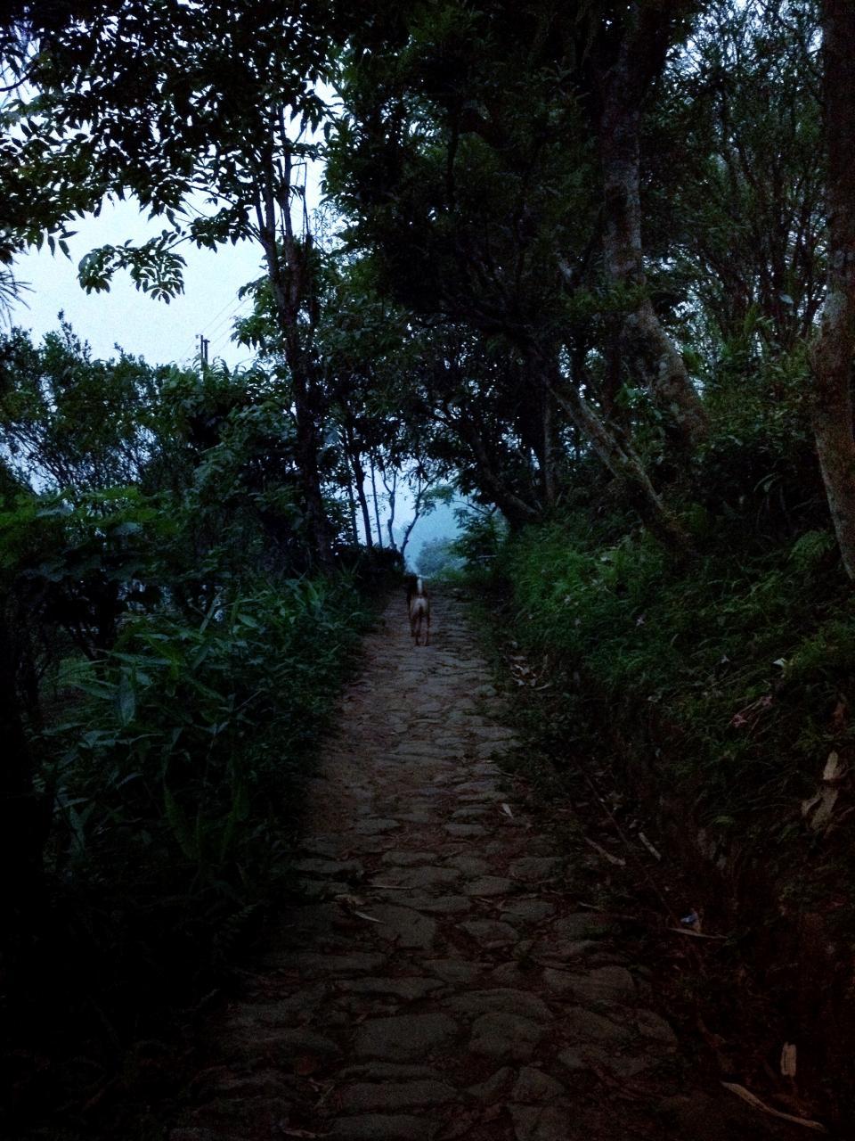 trail, path, woods, forest, trees, leaves, nature