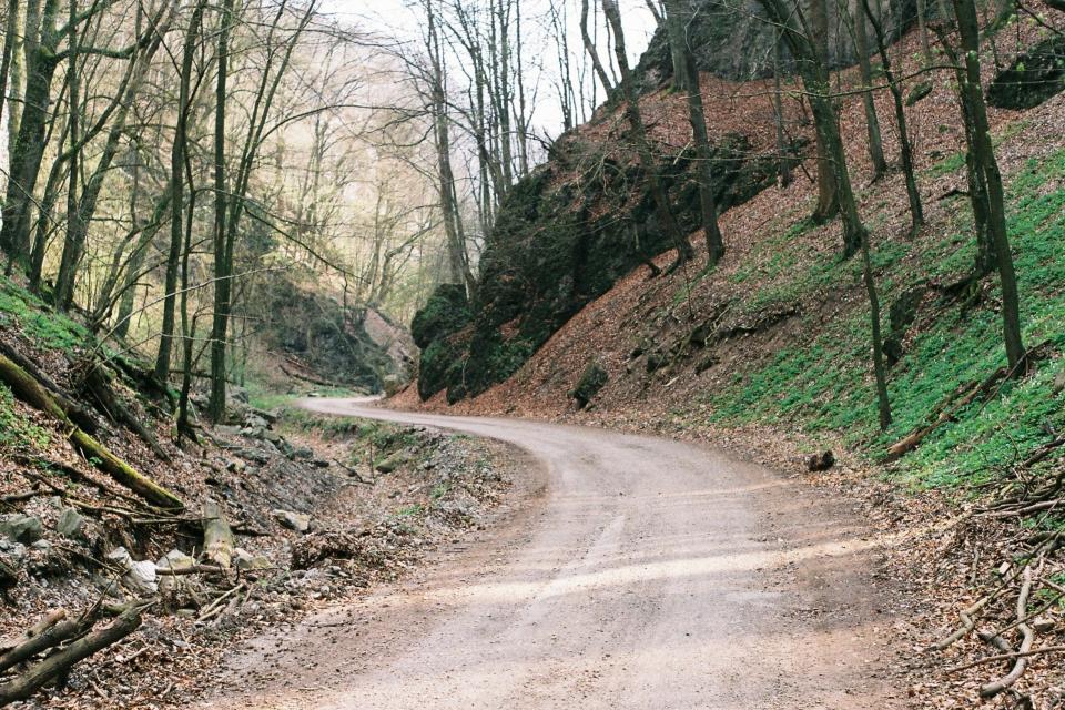trees, grass, branches, woods, nature, outdoors, trail, road, path, dirt, hills, rocks