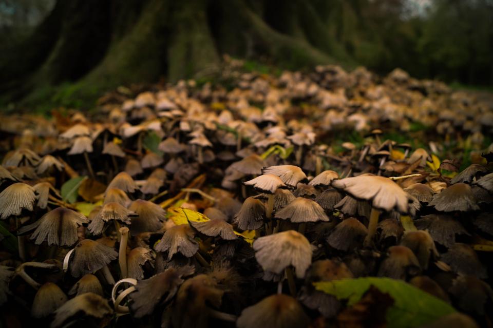 mushrooms, fungi, nature, woods