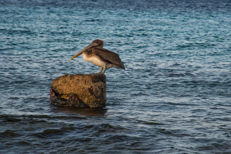 water Pelican bird 
