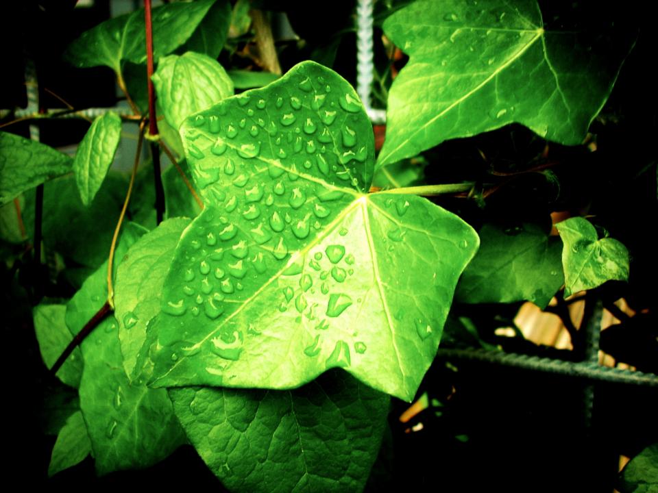 ivy, plants, green, water drops
