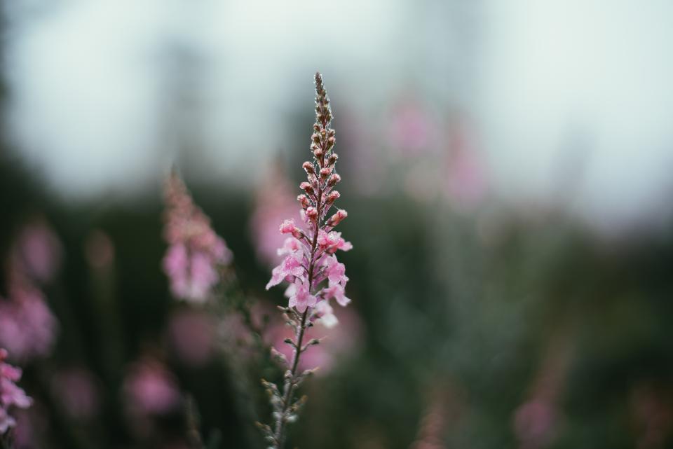 plants pink flowers 