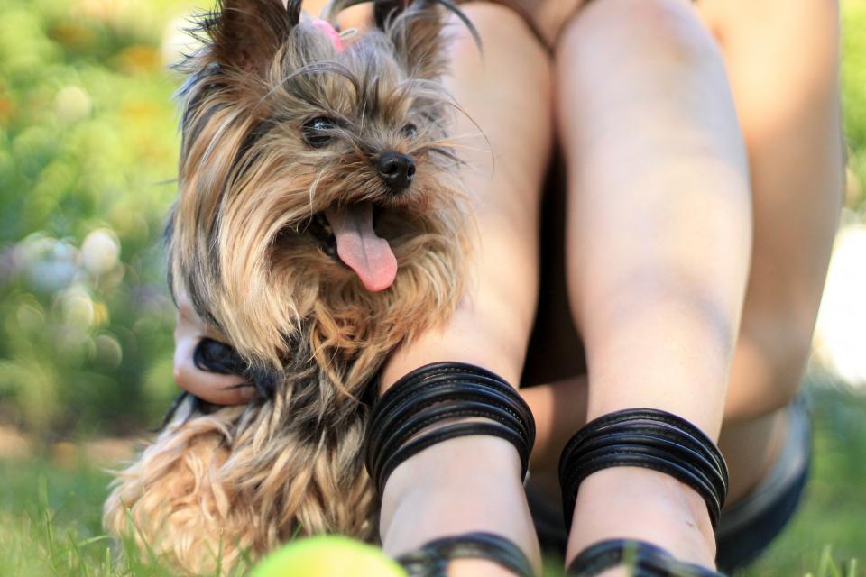 yorkshireterrier Tongue sandals puppy pet legs girl dog cute animal 