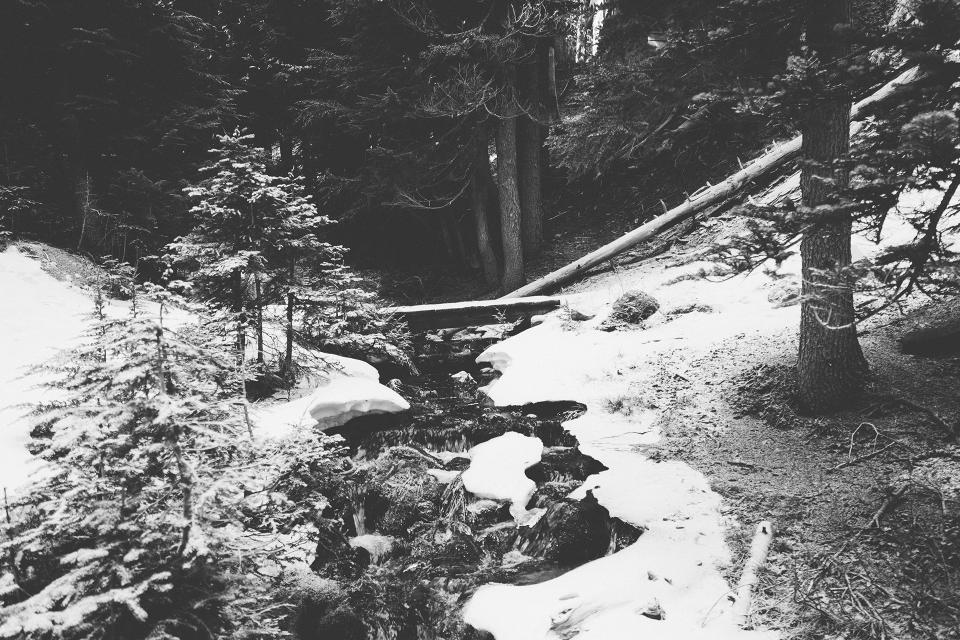 woods wood winter water trees stream snow river logs forest Bridge blackandwhite 