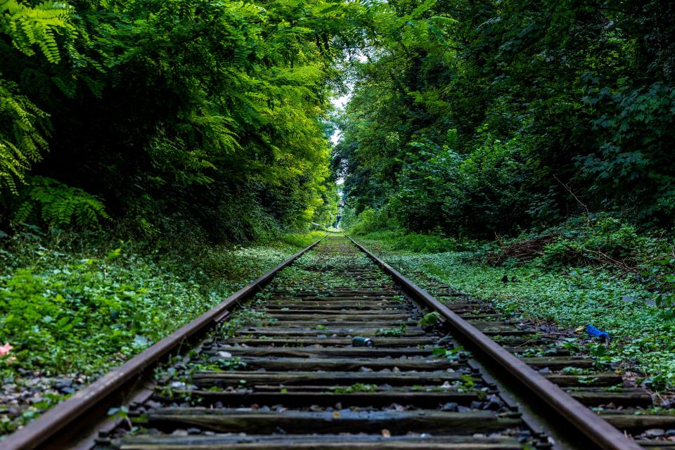 woods trees traintracks railroad nature green grass forest bushes 