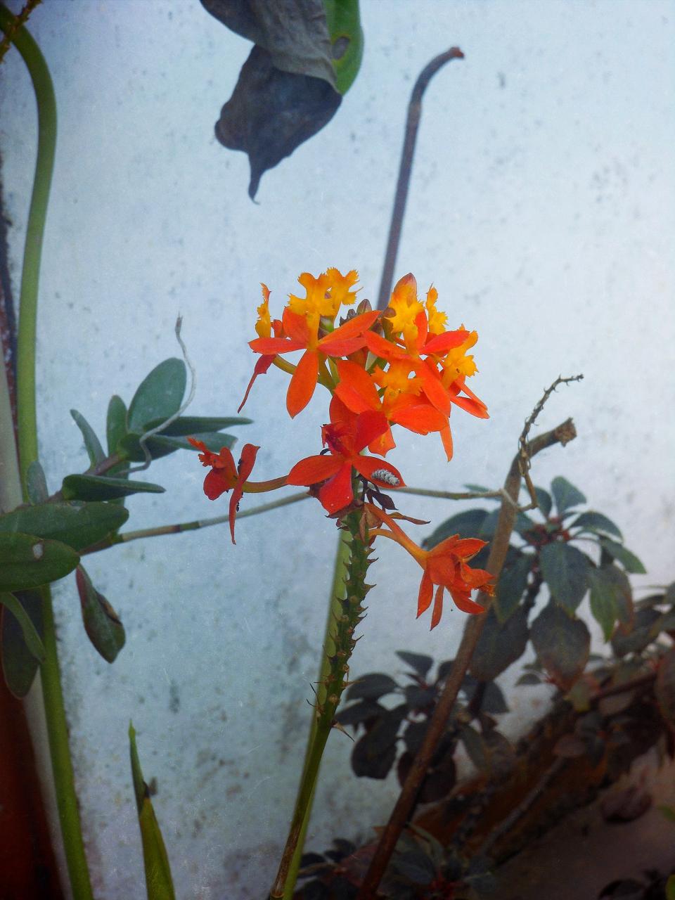 plants orange garden flowers 