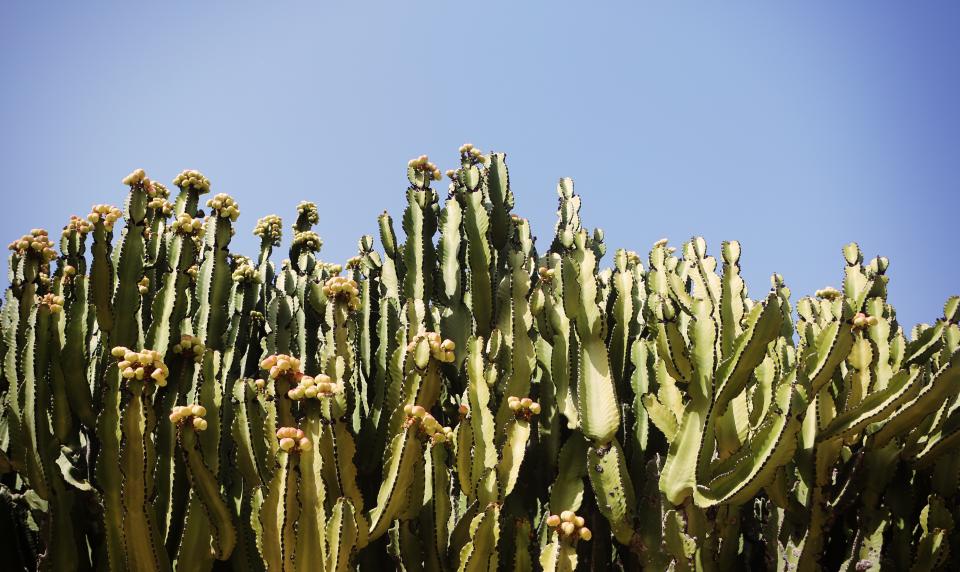 sun sky cactus 
