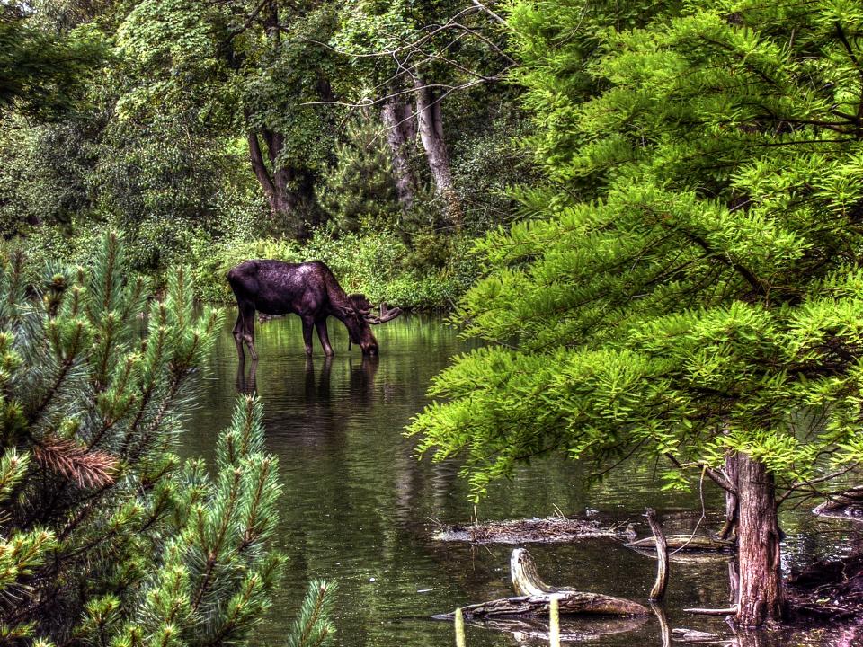 woods water trees river nature moose forest animal 