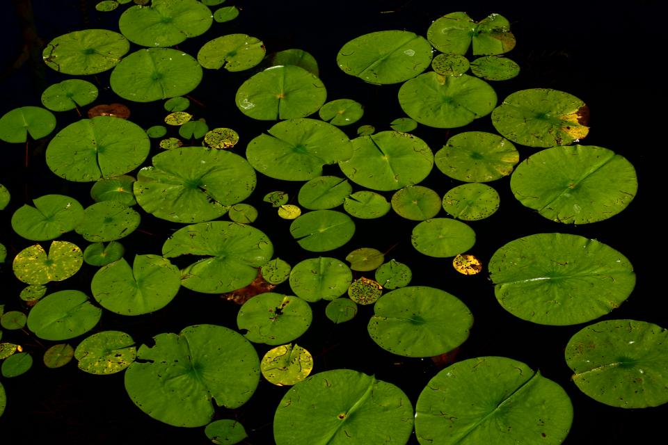 water nature lillypad 