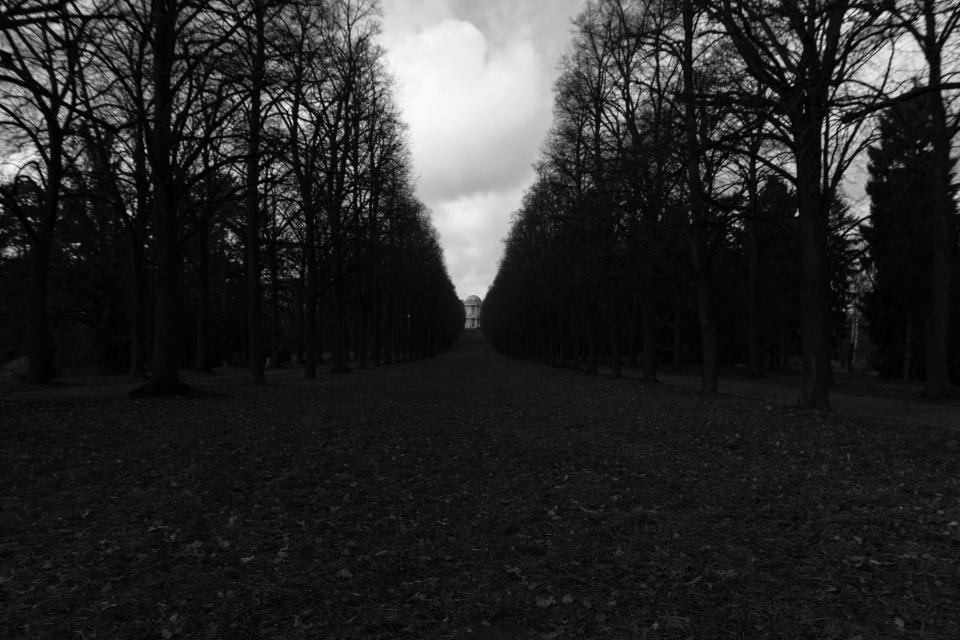 path, trail, trees, black and white