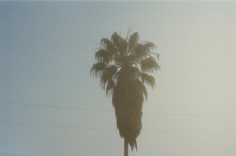 sky palmtree 