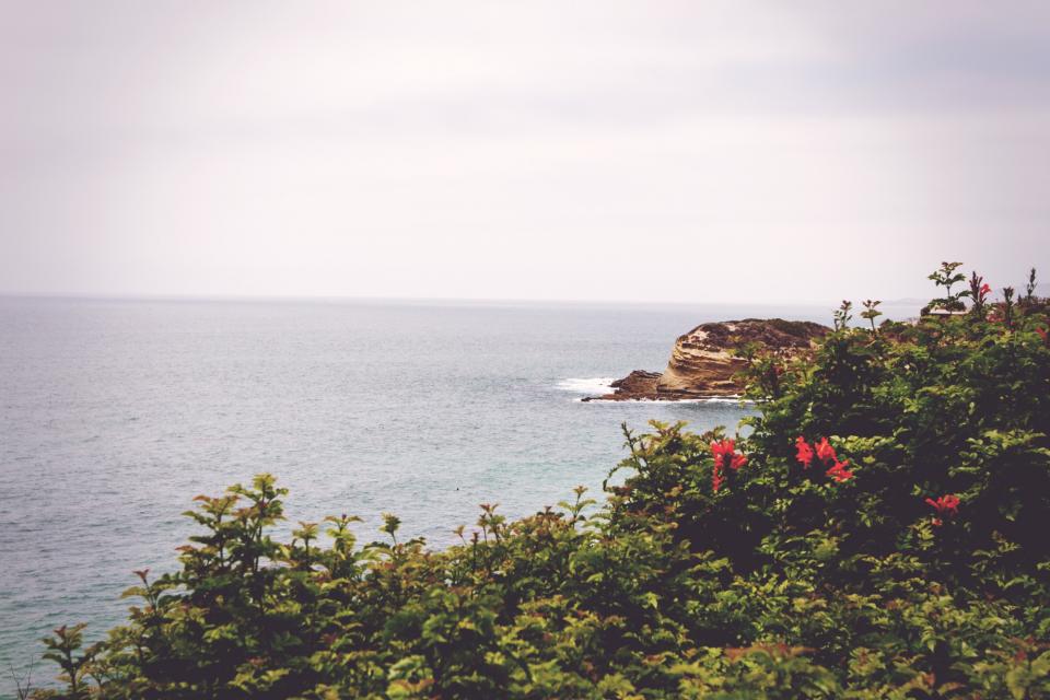 sky, grey, water, beach, rocks, green, red, flowers, sea, ocean