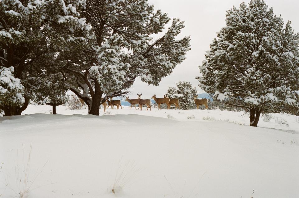 winter trees snow deer Colorado cold animals 