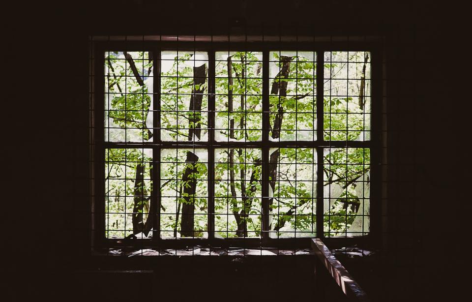wood window green caged branches 