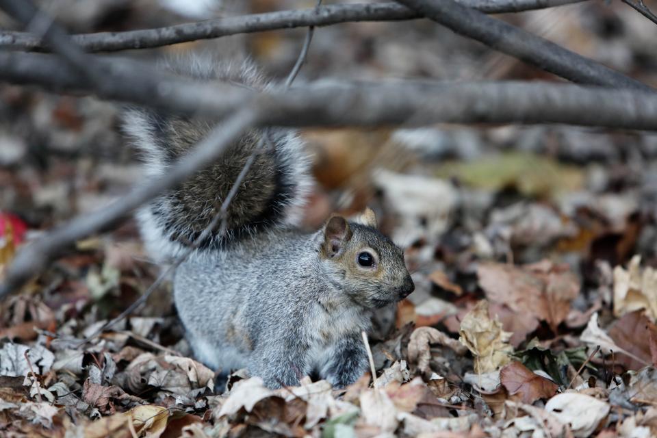woods squirrel nature leaves forest branches animal 