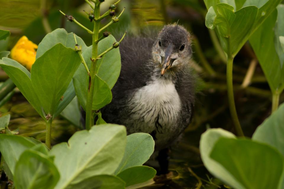 coot, bird, animal, plants, lilies