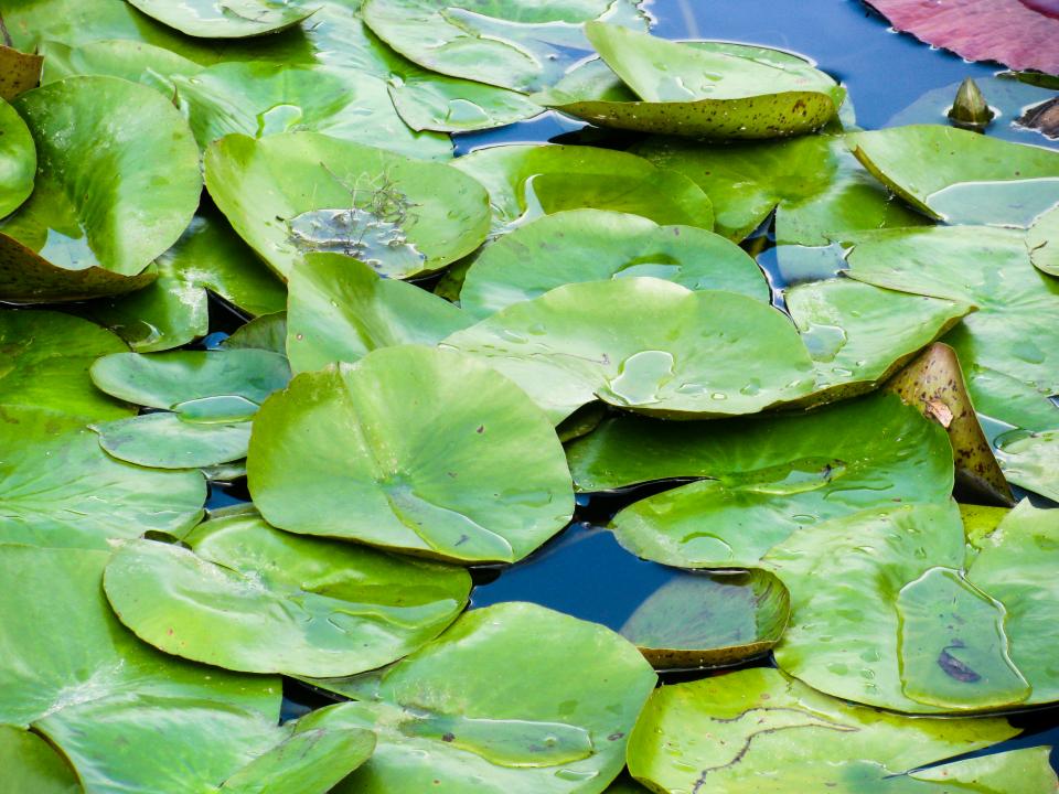 water plants lillypad 