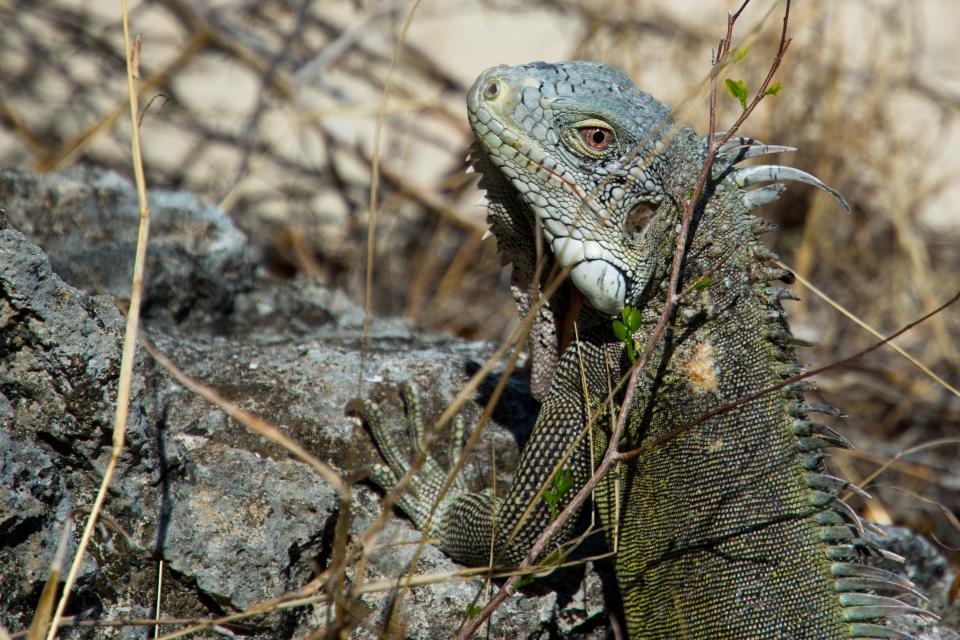 lizard iguana animal 