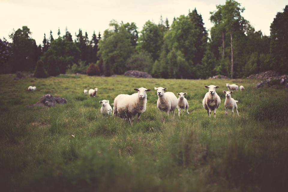 trees sheep lamb green grass field farm country animals 