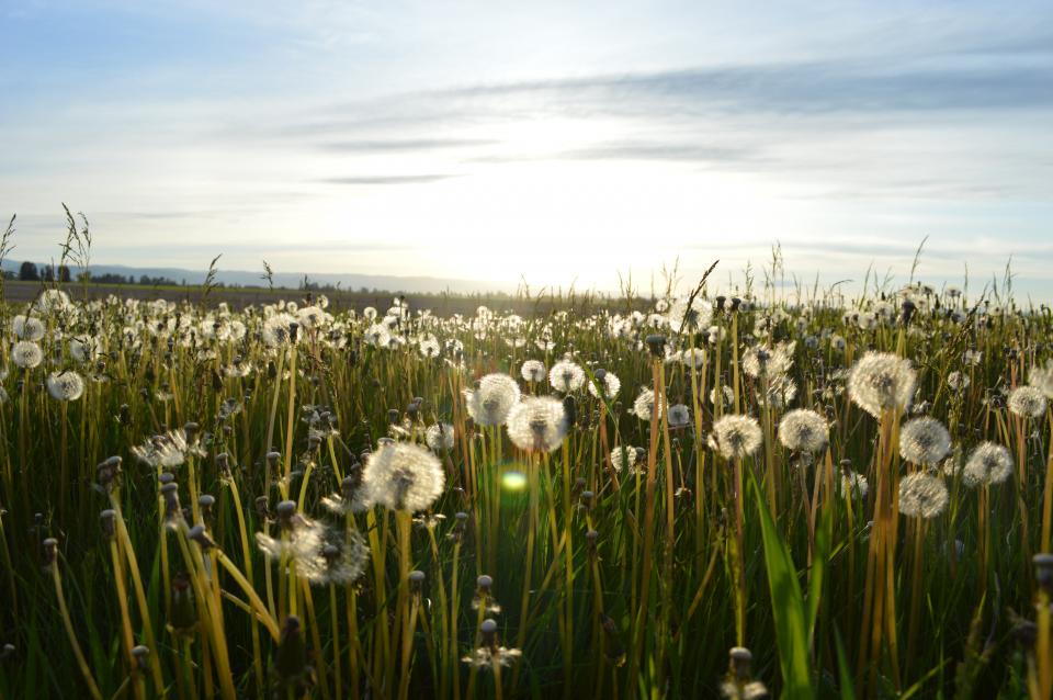 sunshine sunny sky outdoors flowers fields dandelions country 