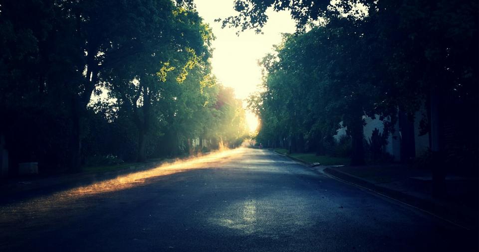 trees sunrise street road morning 