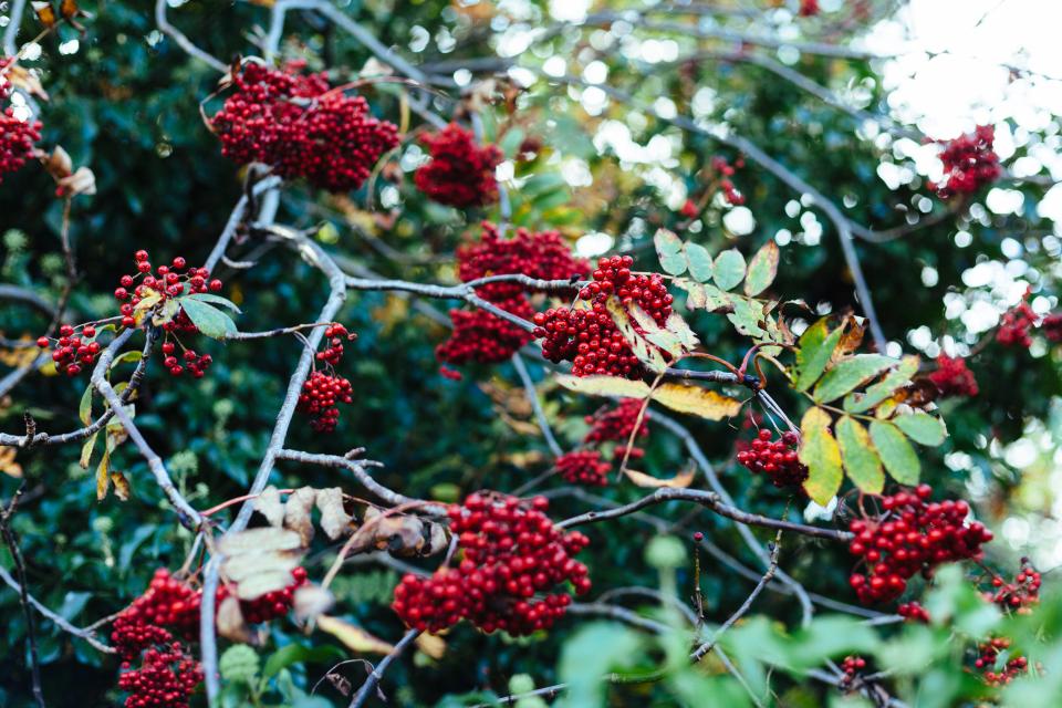 trees red leaves fruits food berries 