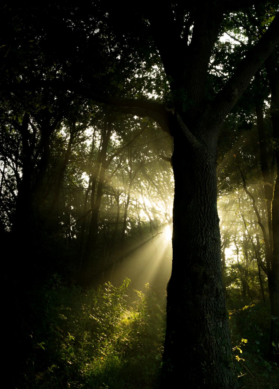 woods trees sunbeams nature forest 