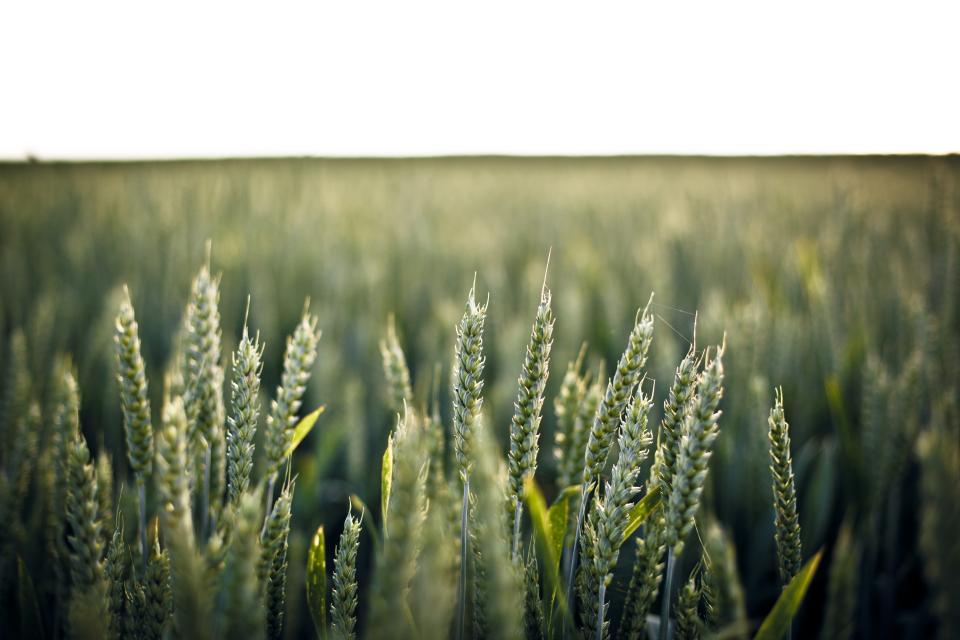 green fields farm barley 