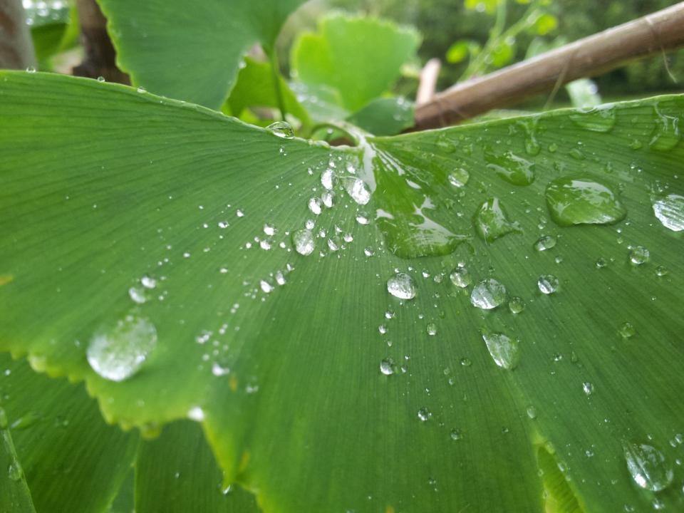 green, leaf, leaves, nature, wet, water, rain drop