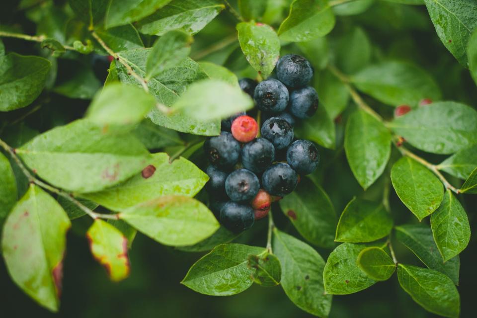 plants green fruits blueberries 