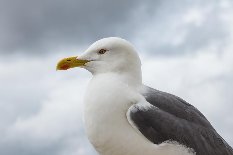 sky seagull bird beak 